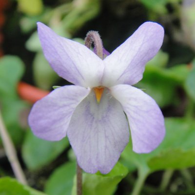 Kerry Girl Odorata Violet