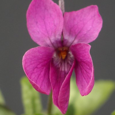Kim Odorata Violet