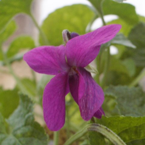Kimberly's Alice Odorata Violet