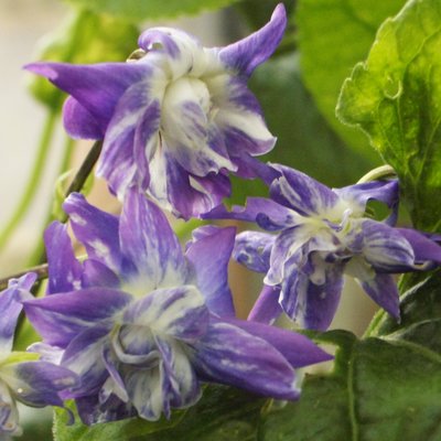 King of the Doubles Odorata Violet