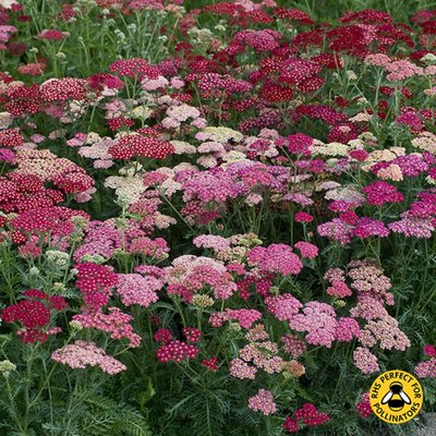 Kings Achillea Summer Berries F2 Seed