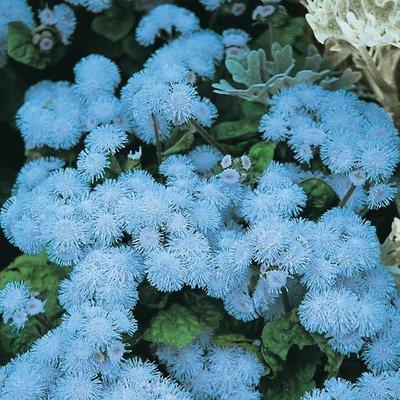 Kings Ageratum Blue Ball Seed