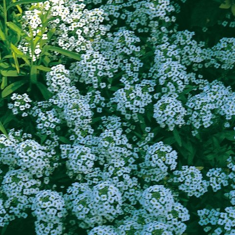 Kings Alyssum Carpet Of Snow Seed