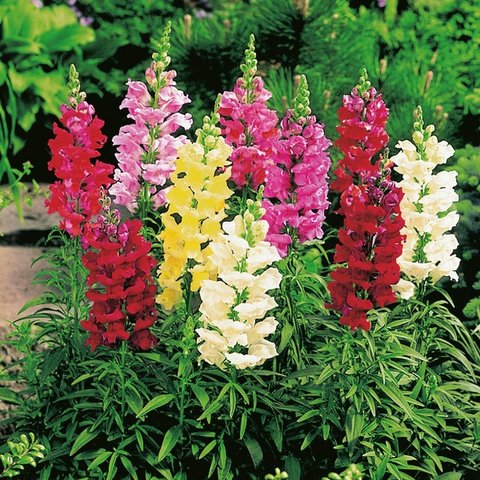 Kings Antirrhinum Snap Happy Seed