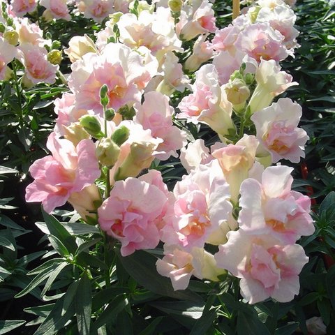 Kings Antirrhinum Twinny Appleblossom F1 Seed