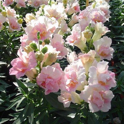 Kings Antirrhinum Twinny Appleblossom F1 Seed
