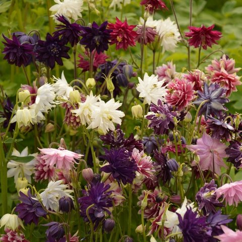 Kings Aquilegia Barlow Mixed Seed