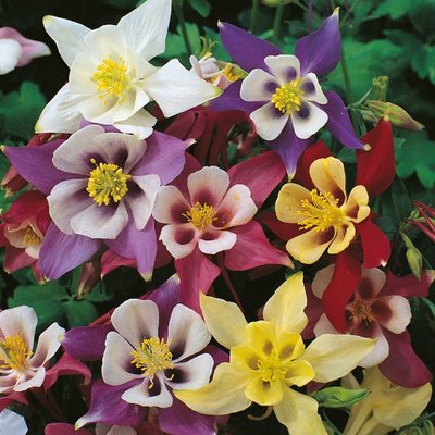 Kings Aquilegia McKanas Giant Seed