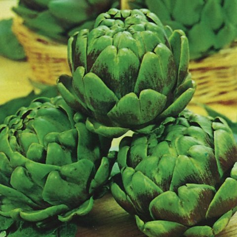 Kings Artichoke Green Globe Seeds