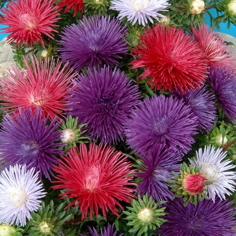 Kings Aster Starlight Mixed Seed
