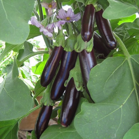 Kings Aubergine Long Purple Seeds