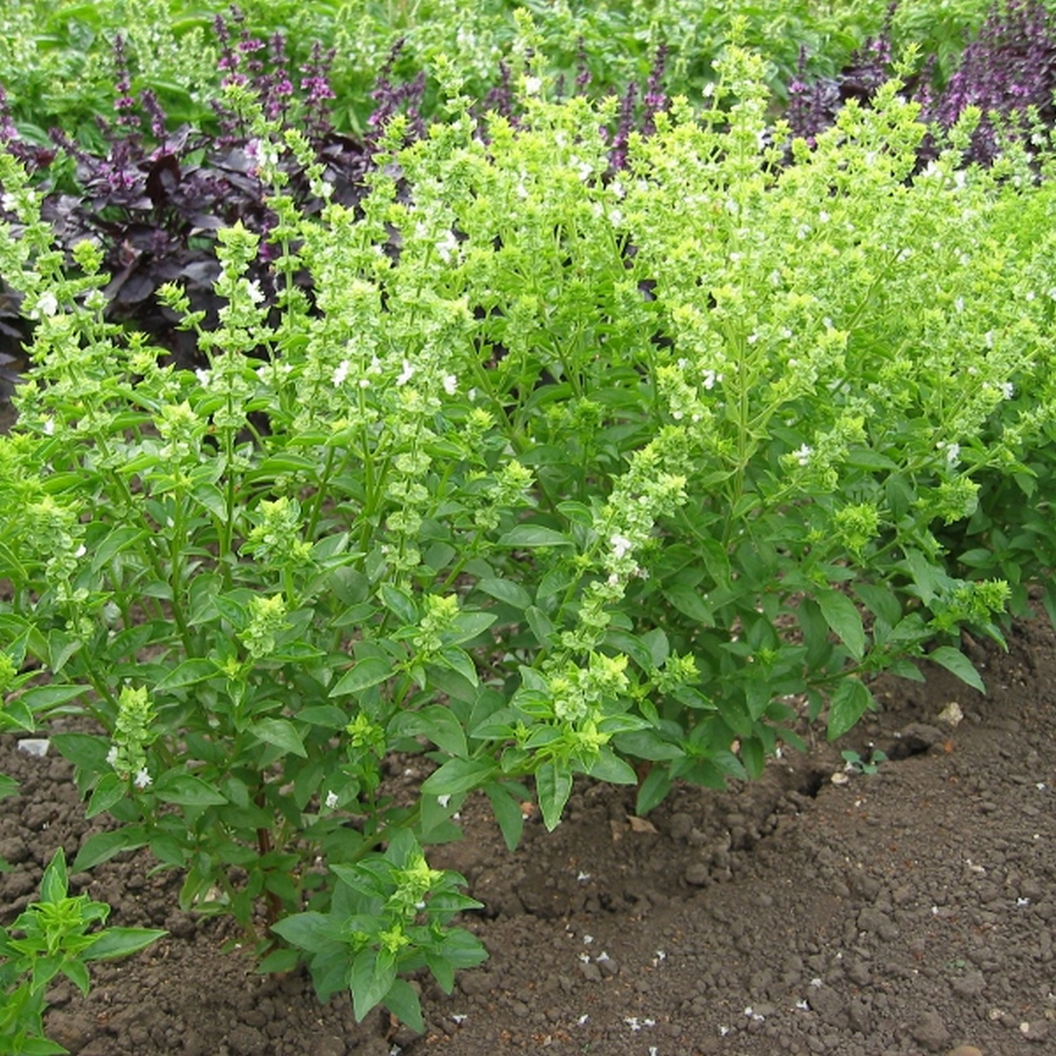 Kings Basil Bush Seeds Groves Nurseries & Garden Centre