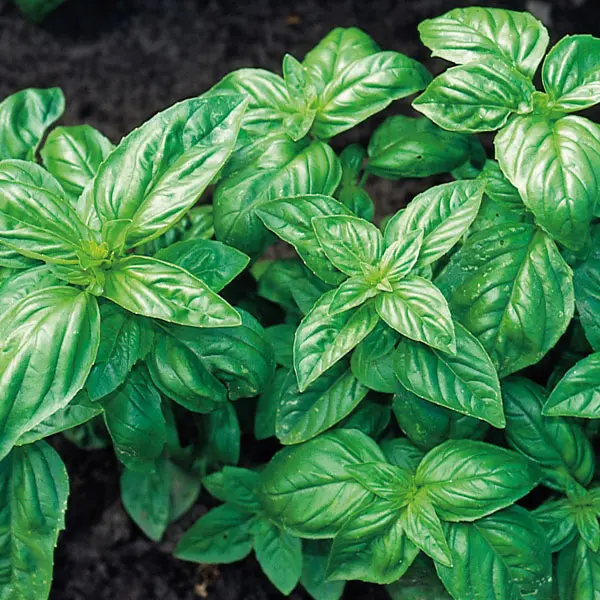 Kings Basil Classic Italian Seeds