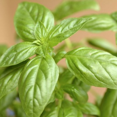 Kings Basil Sweet Seeds