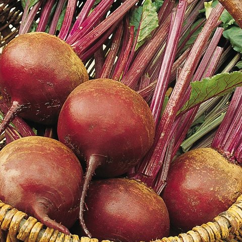 Kings Beetroot Boliva ORGANIC Seeds