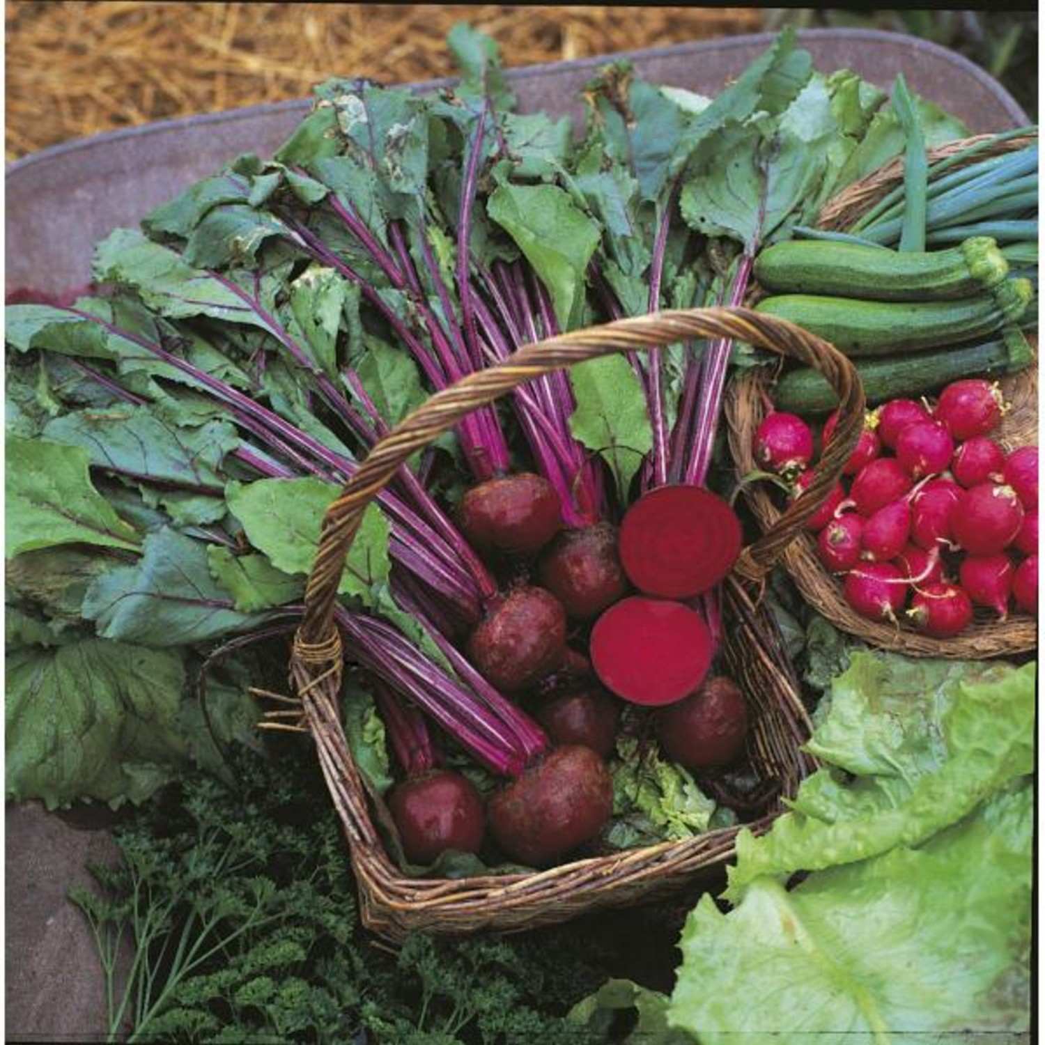 Kings Beetroot Boltardy RHS AGM Seeds - Groves Nurseries & Garden Centre