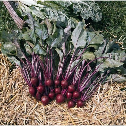 Kings Beetroot Pablo F1 Rhs Agm Seeds