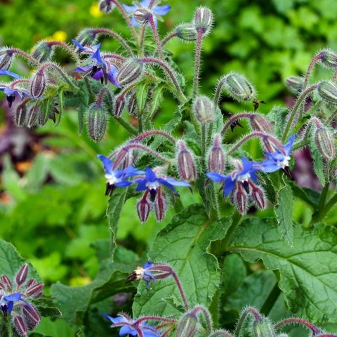 Kings Borage Seeds