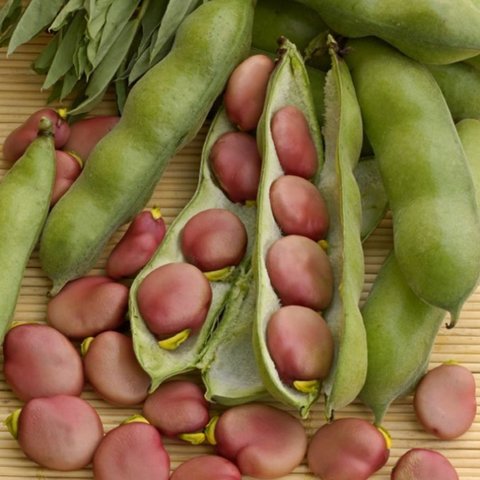 Kings Broad Bean  Karmazyn Seed