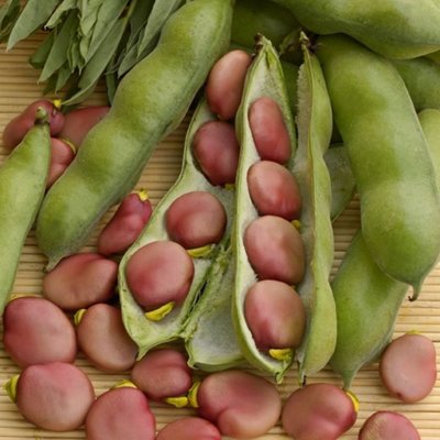 Kings Broad Bean  Karmazyn Seed
