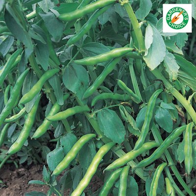 Kings Broad Bean Aquadulce Claudia Seeds