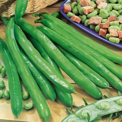 Kings Broad Bean Bunyards Exhibition Seeds