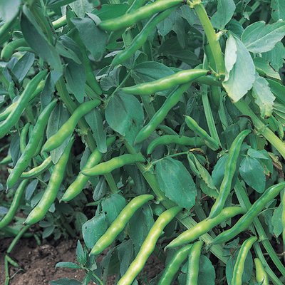 Kings Broad Bean Super Aquadulce ORGANIC Seeds