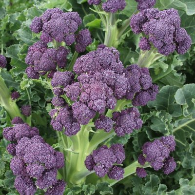 Kings Broccoli Purple Sprouting Claret F1 Seeds