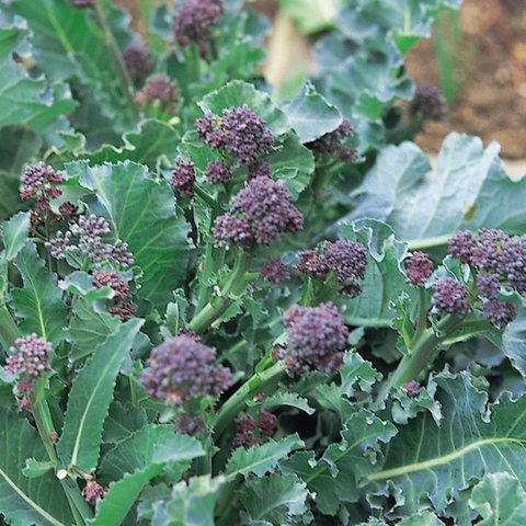 Kings Broccoli Purple Sprouting Seeds