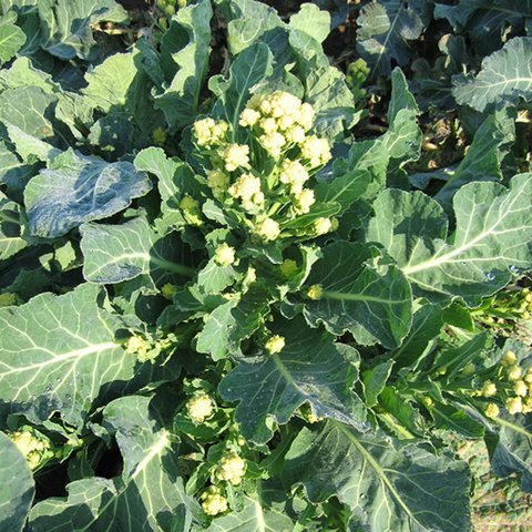 Kings Broccoli Sprouting Burbank F1 Seeds