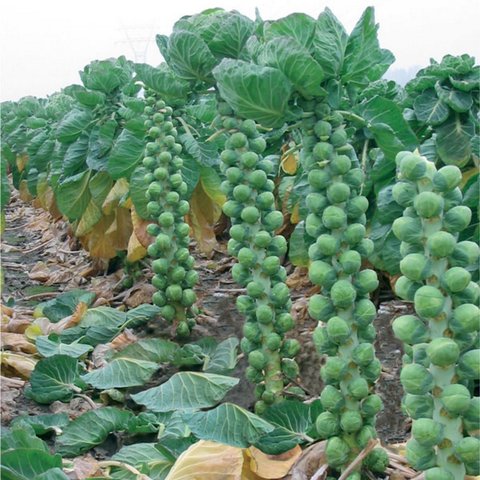 Kings Brussels Sprout Brendan F1 Seeds