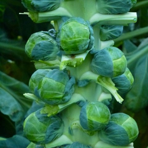 Kings Brussels Sprout Brodie F1 Seeds