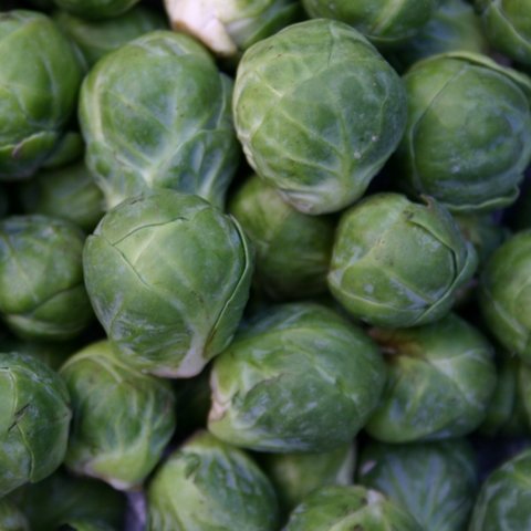 Kings Brussels Sprout Groninger ORGANIC Seeds