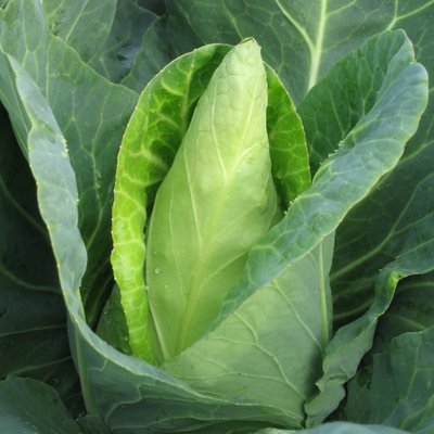 Kings Cabbage Caraflex F1 Seeds