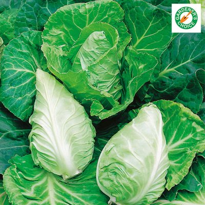 Kings Cabbage Greyhound Rhs Agm Seeds