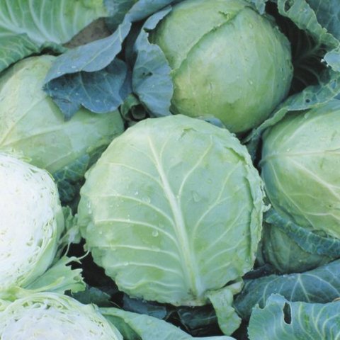 Kings Cabbage Holland Late Winter Seeds