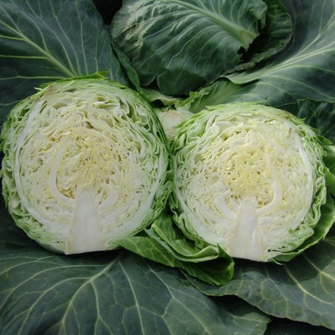 Kings Cabbage Kalibro F1 Seeds