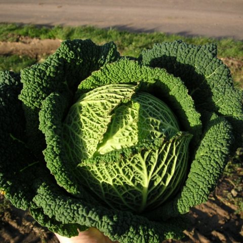 Kings Cabbage Savoy Resolution F1 Seeds