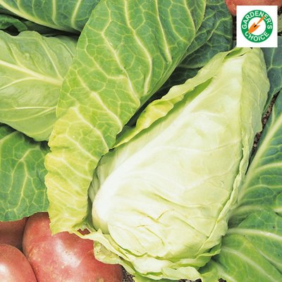 Kings Cabbage Wheelers Imperial Seeds