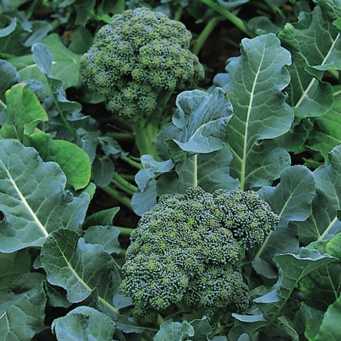 Kings Calabrese Green Sprouting ORGANIC Seeds