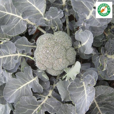 Kings Calabrese Ironman F1 Rhs Agm Seeds