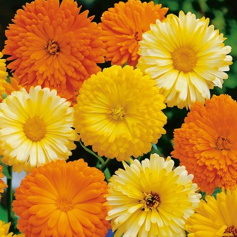 Kings Calendula Art Shades Mixed Seed