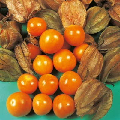 Kings Cape Gooseberry Seeds