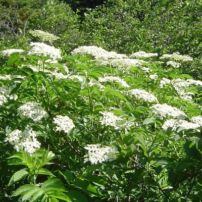 Kings Caraway Seeds