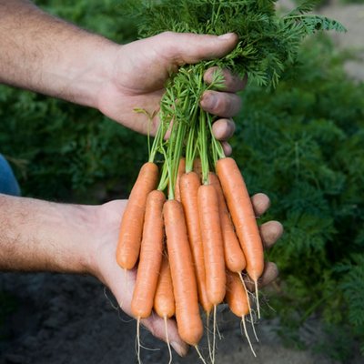 Kings Carrot Adelaide F1 Seeds