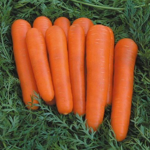 Kings Carrot Attillo F1 Seeds