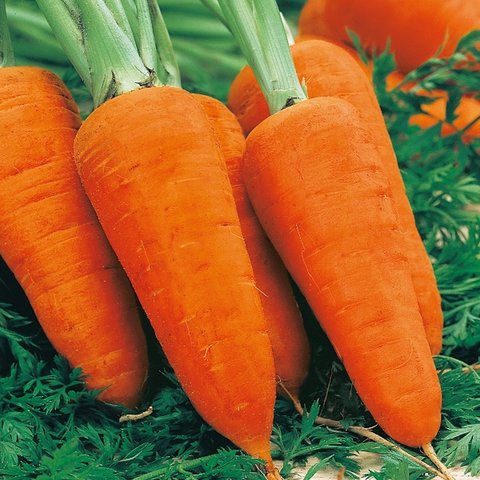 Kings Carrot Chantenay Red Cored 3 Seeds
