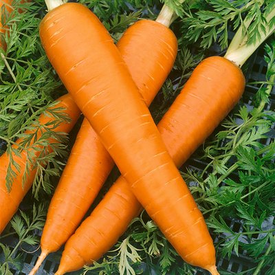 Kings Carrot Flakkee (Flak) Seeds