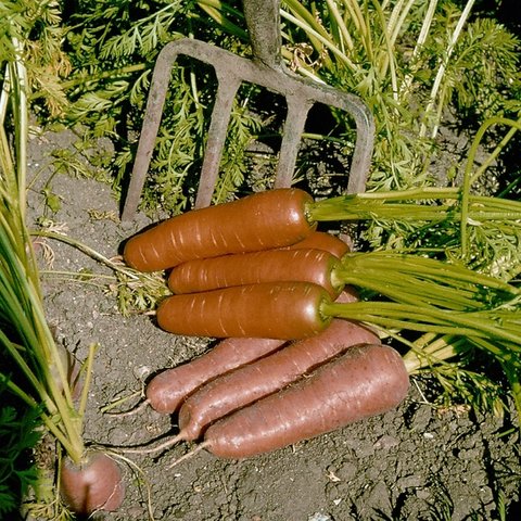 Kings Carrot Flyaway F1 Rhs Agm Seeds