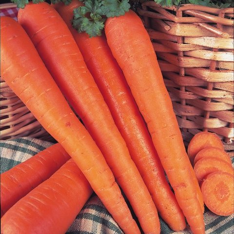 Kings Carrot James Scarlet Intermediate Seeds